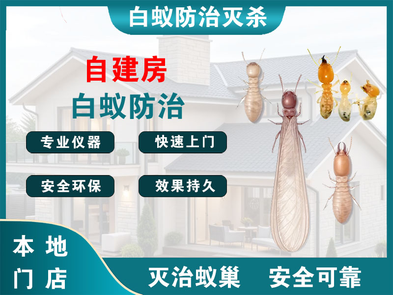 溧水自建房白蚁防治